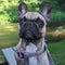 Lola The French Bulldog's profile