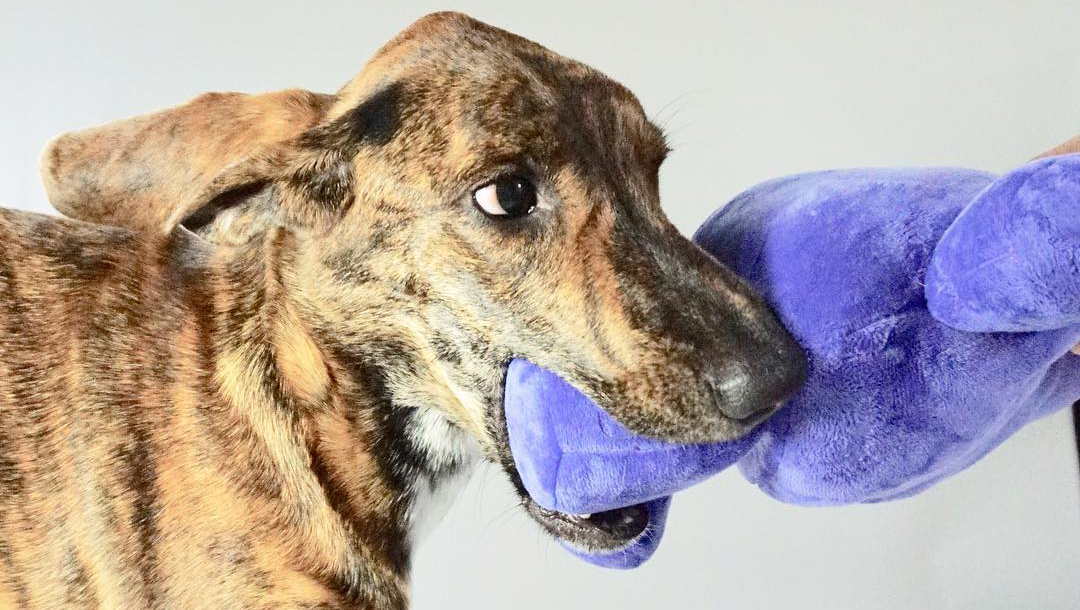 Dog with Tearrible Toy